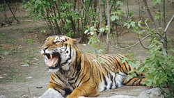 In China, during a visit to the Park, a woman was killed the tiger