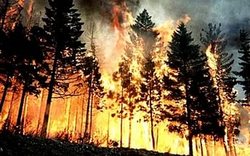 The area of forest fires in Siberia for days has increased 4 times