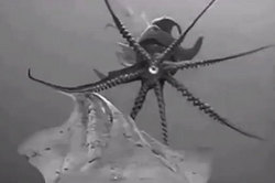 Scientists have captured on video disco giant squid