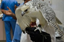 In the UAE, opened a hospital for the birds