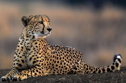 In the world there are approximately 7100 species of cheetahs