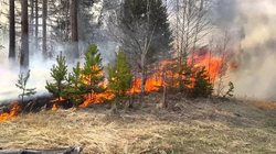 During the day, in the far East fires have destroyed another 17.5 thousand hectares of a taiga