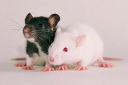 Scientists have shown kindness rats