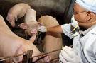 Swine flu cases reported in more regions of Russia