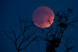 The inhabitants of the Land saw the "blood moon"