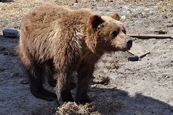 In the Murmansk region on the brink of starvation were two bears