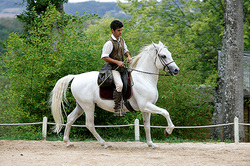 The debtor rode away from the bailiffs on a white horse