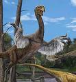 China finds bird-like dinosaur with four wings