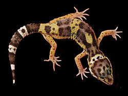 Geckos will "freeze" on Earth
