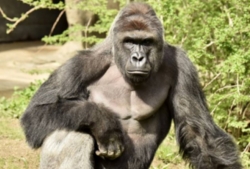 At the Cincinnati zoo shot and killed a 17-year-old gorilla