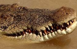 46-year-old woman was taken by a crocodile on the beach in Australia