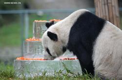In China have died, the oldest male Panda