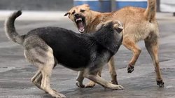 In Magadan stray dogs attacked the child