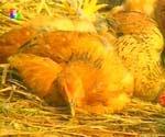 Number of Russian settlements with bird flu reduced to 2