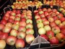 Russia banned the import of fruit and vegetables from Poland
