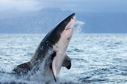 White shark attacked an American swimmer