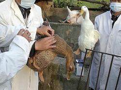 Wild ducks recovered after bird flu found in another Siberian region
