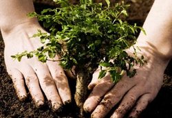 In Irkutsk has passed the action "Plant a tree"