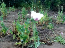 In the Kurgan region found the plantation of poppy