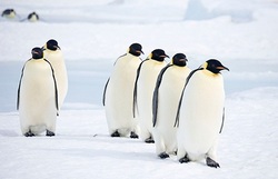 Scientists found a two-meter penguins