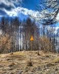Ukraine will create in the Chernobyl area reserve
