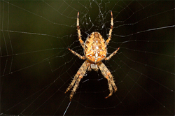 The fear of spiders within the DNA