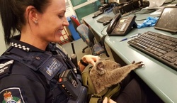 Police found the woman handbag baby koalas