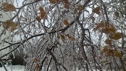 Freezing rain struck the Central Federal district