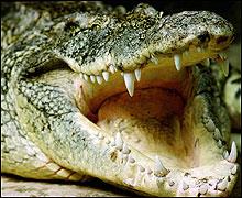 Crocodile on the run in Ukraine