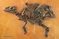 In Germany found ancient fossils of an ancestor of the horse