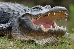 In Florida they found an alligator with a dead body in the jaws