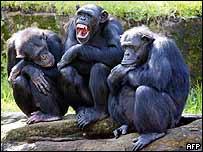 Chimps "don`t help their friends"