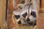 The Ministry of internal Affairs of Ukraine promised to teach raccoons to look for explosives
