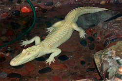 In the United States died of the rare white crocodile