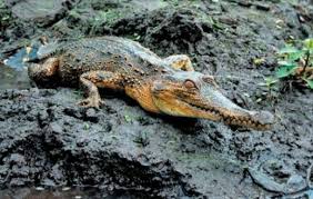 Combat characteristics "Alligator" has decided to increase