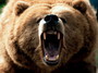 Starving bears eat 2 men in Russia`s Far East region