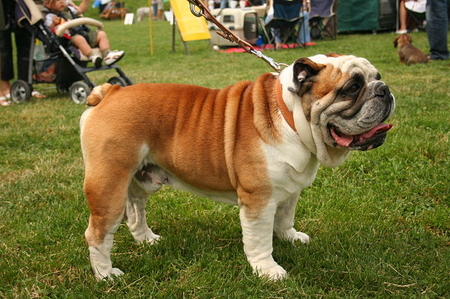 Bulldog for Husband