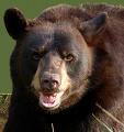 Russian to spend month on Siberian rock to protest bear cull