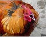Vaccine against bird flu synthesized in Russia