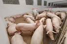 Ukraine has banned imports of Polish pork without laboratory tests
