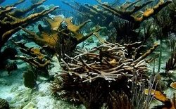 China has banned the mining of coral