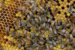 After 20 years on Earth will disappear bees