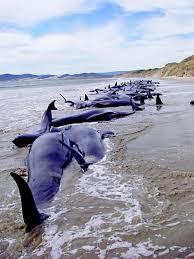 In New Zealand two hundred dolphins beached on the shore