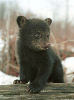 Furry orphans: baby bears need home
