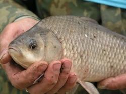 Scientists caught ulcerous fishes in Amur