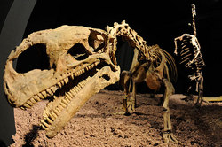 Scientists get to the "killer dinosaurs"