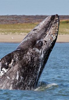 Rare North Pacific right whale spotted off Russia`s Kamchatka