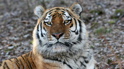 WWF builds first center to protect Amur tigers in China