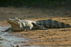 2-year-old boy who dragged the alligator found dead