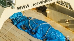In the southern ocean was arrested on a whaling ship